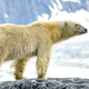 Image for article titled How To Shoot A Polar Bear — With Live Video